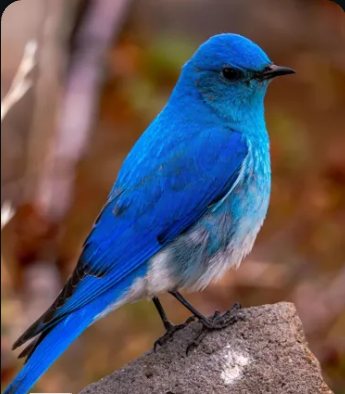 Bright blue bird perched on a rock